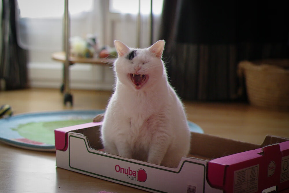 “猛龙的秘密:联盟最具战斗力的球队揭秘”,lol猛龙